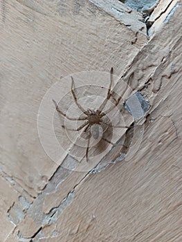 spider on the wall waiiting food
