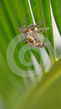 A spider was stalking its prey above it