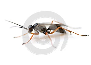 Spider Wasp