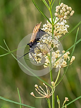 Spider Wasp aka Tarantula Hawk