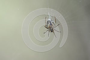 Spider watches over its web