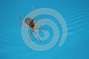 Spider on water photo