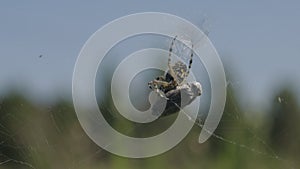 A spider that weaves a spider's web. Creative. A big dark spider, made a thin big cobweb and sits in it