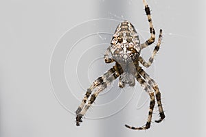 A spider weaves a web in close-up