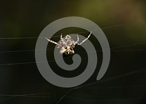 A spider weaves a web on a dark background