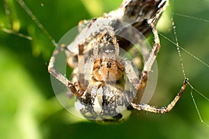 Spider weaves a web in foliage