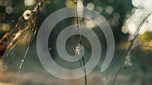 A spider weaves a web between the grass stalks in the forest at sunset