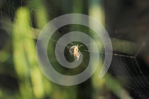 Spider weaves a web of on a green background