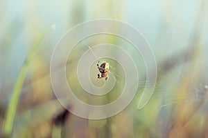 Spider weaves a web of on a green background