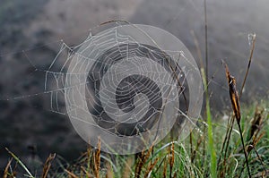 The spider weaves a web. Spider web on the grass. Drops of dew  rain on the grass.