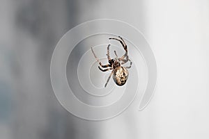 spider weaves a web on the window