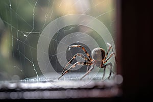 Spider weaving close up shot.