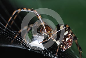 Spider weaving a cocoon from a captured prey