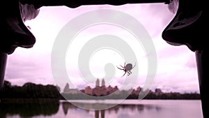 A spider weaving its web on a metal fence in Central Park, New York,, with skyscrapers reflected in Jacqueline Kennedy Reservoir