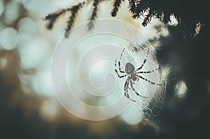 A spider weaving a web among tree branches in a natural setting
