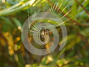 Spider Web