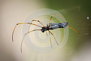 Spider on web