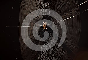 Spider in web