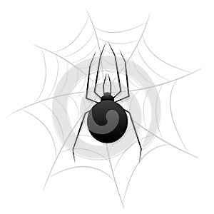 Spider and a Web