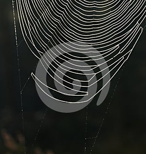 Spider Web