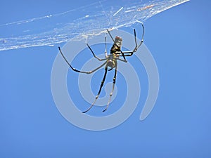 Spider on web