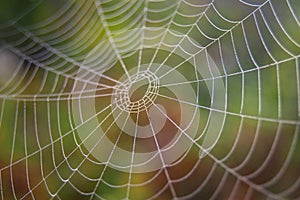 Spider web