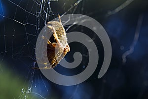 Spider in a web