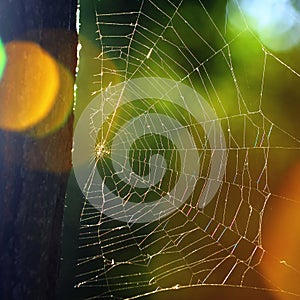 Spider web