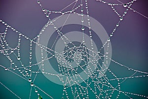 Spider Web