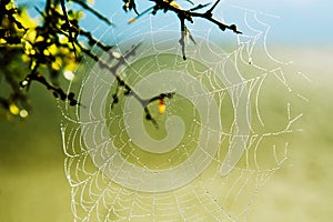 Spider web