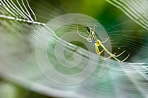 Spider and web