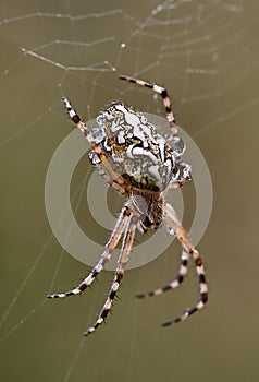 Spider in a web