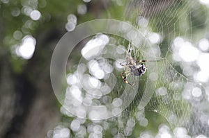 Spider on a web 2