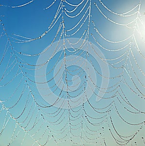 Spider web