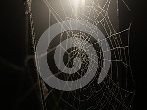 Spider web