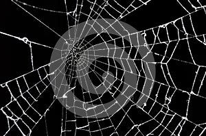 Spider web photo