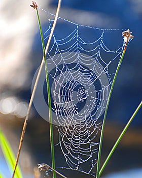 Spider Web