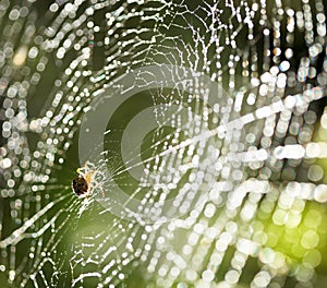 Spider on the web.