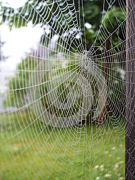 Spider Web