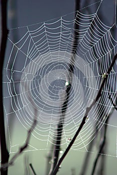 Spider Web