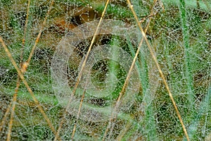 Spider-web