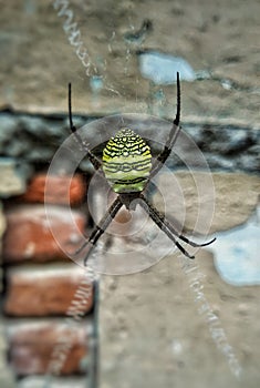 Spider on a web