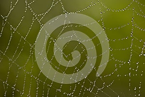 Spider web