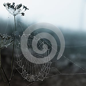 Spider web