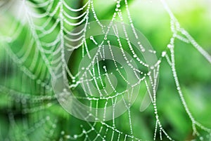 Spider web