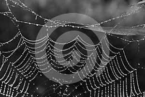 Spider Web