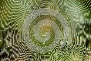 Spider web