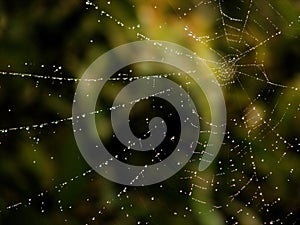 Spider web