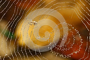 Spider Web