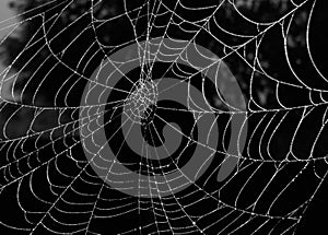 Spider web